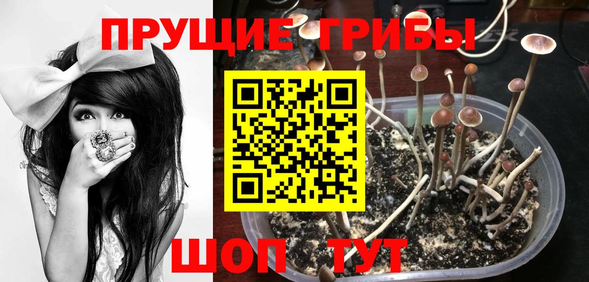 цены   Вход с VPN  Зеленодольск  Псилоцибиновые грибы Psilocybine cubensis 